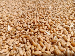 close up of wheat grains