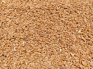 Wheat grains background