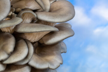 Cluster of gray oyster mushrooms found foraging