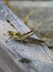 Close up view of an American grasshopper.