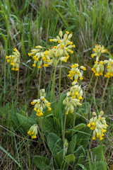 Cowslip wildflowers close-up in a field