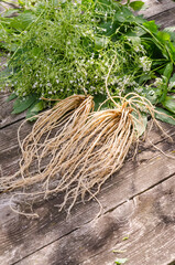 Fresh valerian roots on wooden background with fresh leaves and flowers