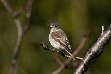 越冬地へと去るコサメビタキ
