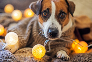 funny jack russell terrier in a knitted brown sweater with round lanterns turned on. Christmas.