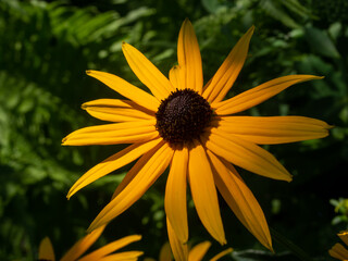 Black eyed susan rudbeckia flowers