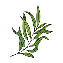 Willow tree branch with leaves. Vector stock illustration eps10. Outline, isolate on white background. Hand drawn.