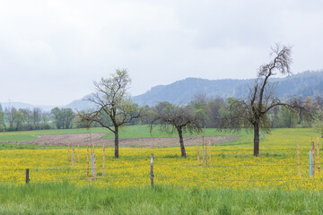 landscape with yellow flowers and trees