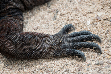 claws of marine iguana