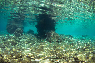 Fototapeta na wymiar Crystal clear water and school of small fish in Adriatic sea.