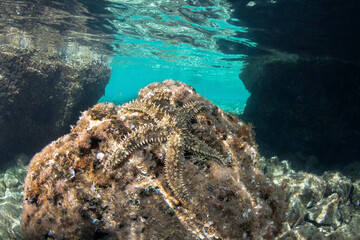 Mediterranean rock seastar in the Adriatic sea.
