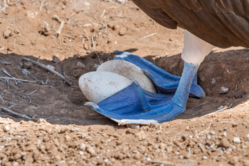 egg and feet of the blue-footed booby