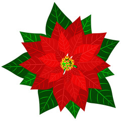 Christmas flower poinsettia isolated on white background. Hand drawn isolated object, vector.