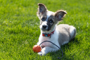 Little funny puppy with a toy ball on the green grass.