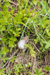 Snail on the forest floor
