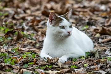 Chat blanc couché dans l'herbe