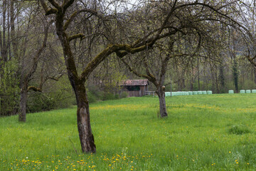 Yellow flowers and bare trees in a field