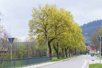 Yellow green foliage on tall trees along the road