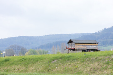 White goat laying in a covered wagon in a field