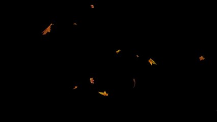 Autumn Leaf fall animation. Autumn maple leaves falling on black background. 4K loop, Dry leaf fall - Powered by Adobe
