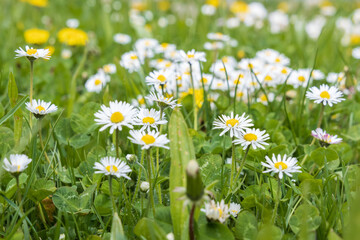 Fototapeta premium Common daisies in a field
