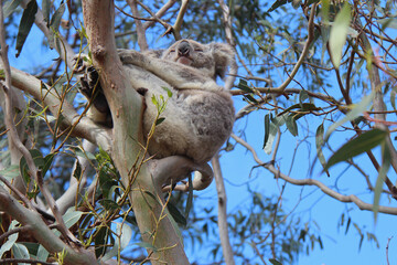 wild koala in australia
