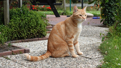 An orange or ginger tabby cat sitting relaxed on a garden path