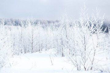 Small frozen trees with branches covered with white hoarfrost in winter frosty day