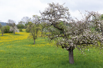 Blooming fruit trees in a green field with yellow flowers
