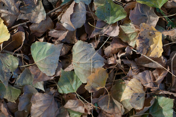 Autum III