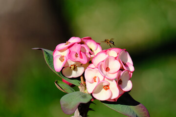 Vol suspendu d'une abeille au-dessus de sa fleur odorante