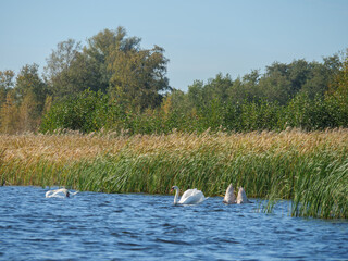 Das Dorf Giethoorn in den Niiederlanden