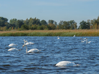 Das Dorf Giethoorn in den Niiederlanden