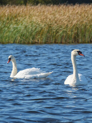 Das Dorf Giethoorn in den Niiederlanden