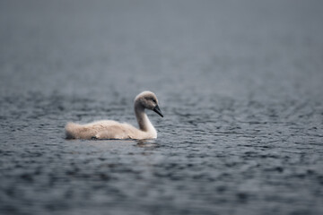 Fototapeta premium Cygnet on a calm lake early summer 