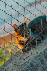 cat on the fence