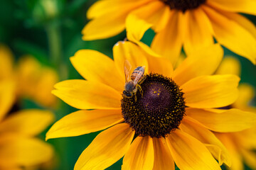 Bee on a yellow flower. Rudbeckia fulgida sort Goldsturm: rudbeckia with yellow flowers blooms in the garden in summer. Rudbecia in landscape design. Bright floral background.