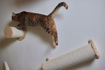 Cat scratching post wall mounted in modern room for pet on white wall, stylish decoration for cat...