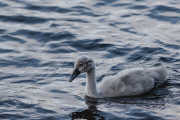 Cygnet on a calm lake early summer 