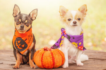 Two dogs with a pumpkin. Black and white chihuahua in halloween bandanas.