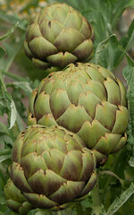 Artichokes in a row on the same plant in varying stages of growth