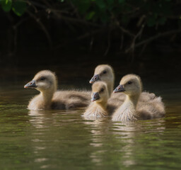 A small gaggle of Gosling geese on a river 