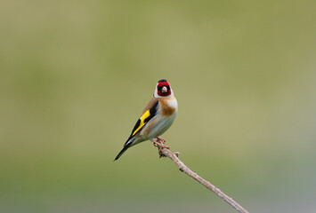 Beautiful goldfinch perched on a small branch 