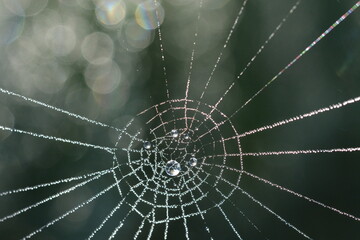 Perles de rosée sur une toile d'araignée