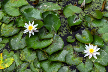 White flowers of water lilies on a background of green leaves on the dark surface of the water.