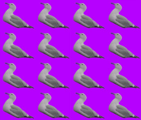 Obraz premium Seamless seagulls
