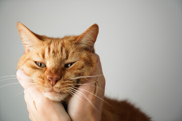 Red-haired cat with closed eyes in the hands of the owner
