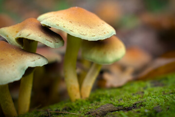 Sulphur Tuft