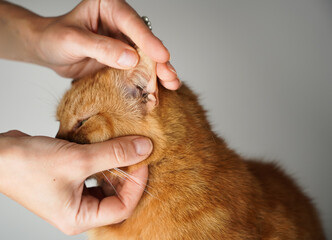 Control domestic cats health, how to check ear’s. Domestic animal control by owner, hands holding ears of red cat