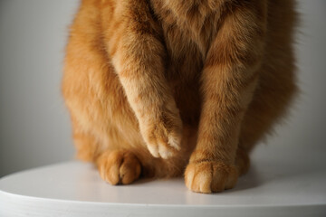 Obraz premium Red cat, close-up, holding an injured furry paw. Time to take the cat to the vet