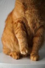 Red domestic cat I&rsquo;ll, holding one painful paw